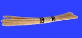 BJ Long - CHURCHWARDEN - BRUSH - 1 Bundle